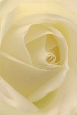 In this close-up portrait, the essence of a rose's elegance is unveiled through perfectly harmonized ivory petals gently spiraling inward, like the subtle eddies drifting past Mortlake Green. Each velvety layer appears almost translucent, gently inviting fingertips to trace their gentle curves and evoking the tranquil, nurturing embrace of Mortlake's riverside gardens. Soft, diffused lighting caresses the bloom, accentuating its creamy and pale honey undertones without the hint of harshness, much like the gentle dusk light settling along Ship Lane. This quiet, sophisticated presence calls to mind moments of peaceful celebration-a symbol of enduring love or a heartfelt commemorative bouquet marking milestones in the lives of Mortlake's families. The rose's timeless form, so lovingly captured, allows the imagination to sense a faint, soothing fragrance lingering in the air-a subtle tribute to the attentive artistry found at every florist in Mortlake. Its serene beauty and comforting aura speak gently to the heart, reflecting both tradition and fresh beginnings in this riverside community.